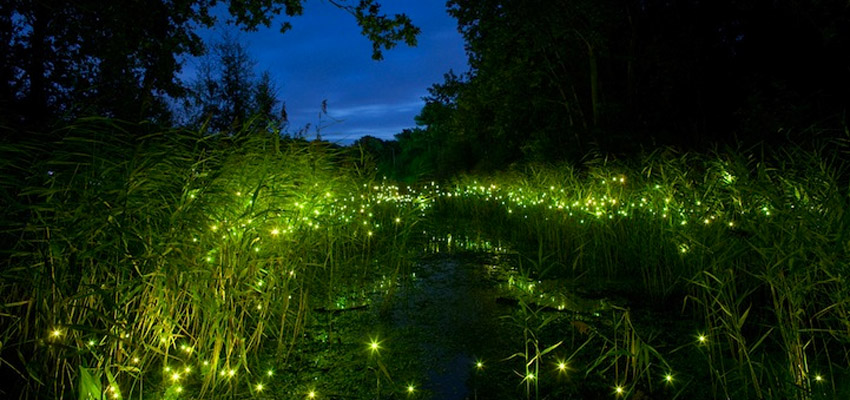 Fireflies Views in Kuala lumpur
